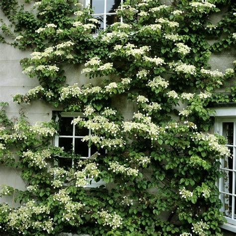 Hortensia grimpant couvrant un mur blanc