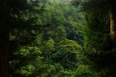 Forêt dense avec une grande diversité d'essences d'arbres