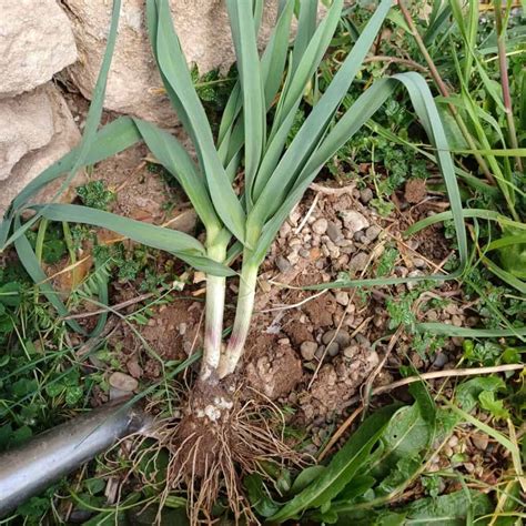 Poireaux sauvages envahissant une pelouse