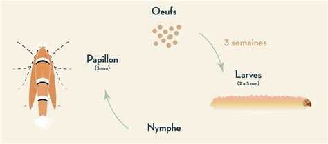 Cycle de vie de la mineuse du poireau
