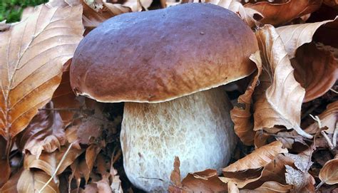 Une illustration stylisée représentant un cèpe portant un chapeau de détective en forêt