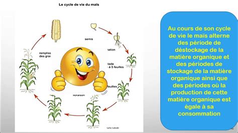 Schéma illustrant le cycle de production du maïs hybride