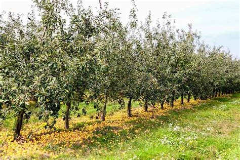 Pommier basse tige dans un verger bio