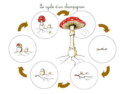 Cycle de vie du champignon Monilia