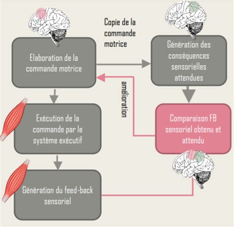 Schéma illustrant la distinction entre contrôle moteur et apprentissage moteur