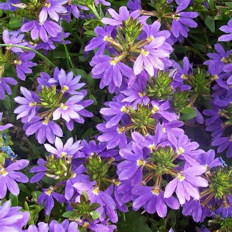 Scaevola aemula en fleur