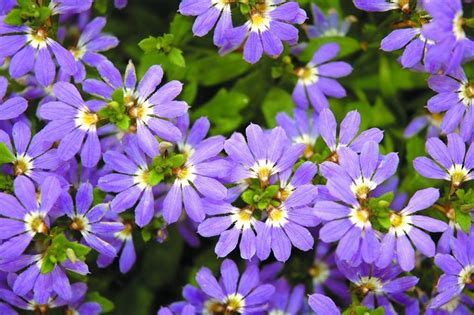 Scaevola aemula en suspension