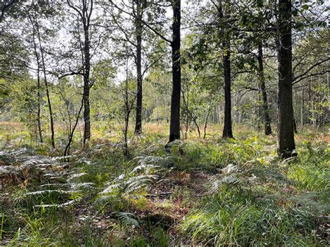 Vue panoramique des sentiers boisés de la forêt de Notre-Dame en automne