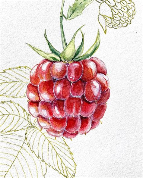 illustration d'une framboise rouge vif et d'une framboise blanche