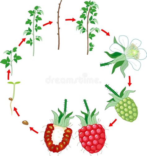schéma du cycle de vie du framboisier, montrant les cannes de première et deuxième année, la floraison et la fructification