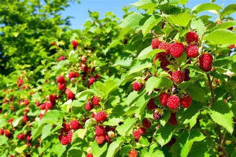 illustration d'un ver des framboisiers et des dégâts qu'il cause sur le fruit