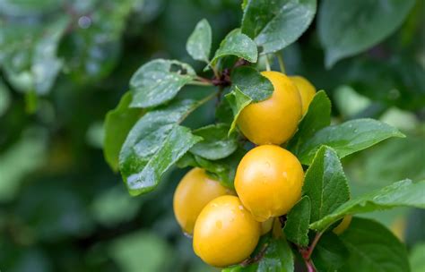 Feuilles et fruits de mirabellier