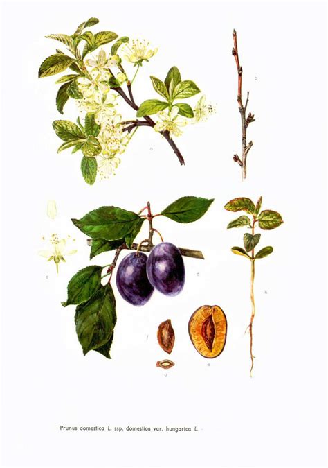 Feuilles et fleurs de prunier domestique