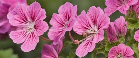 Illustration de différentes variétés de géraniums en fleurs