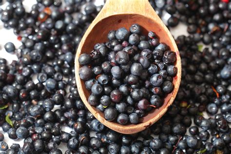 Schéma comparatif Myrtille sauvage vs Myrtille cultivée