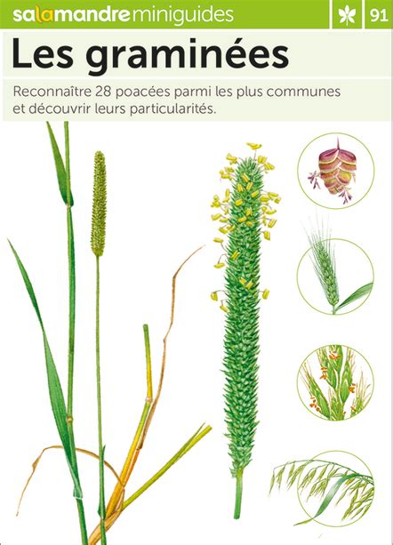 Différentes espèces de graminées et légumineuses fourragères
