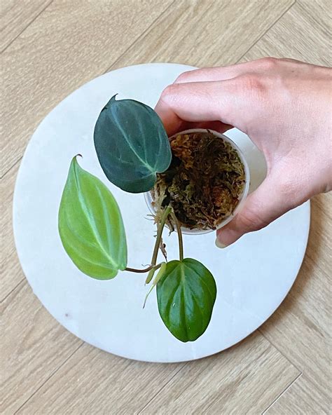 Bouture de Philodendron en sphaigne