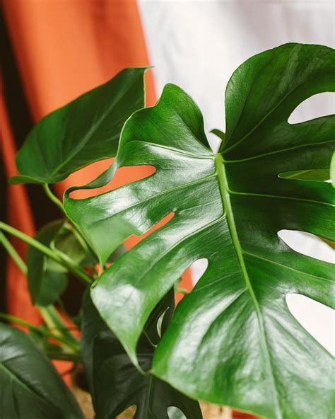 Monstera deliciosa avec un feuillage découpé