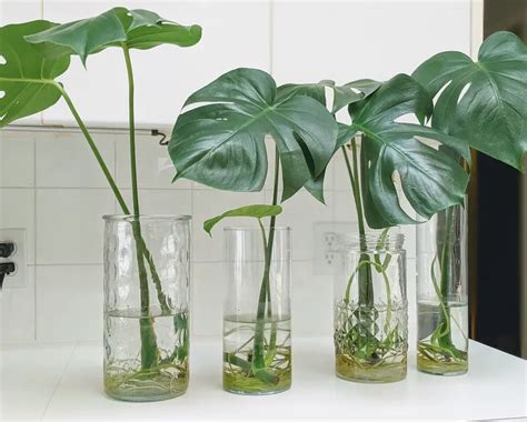 Bouturage d'une tige de Monstera dans l'eau