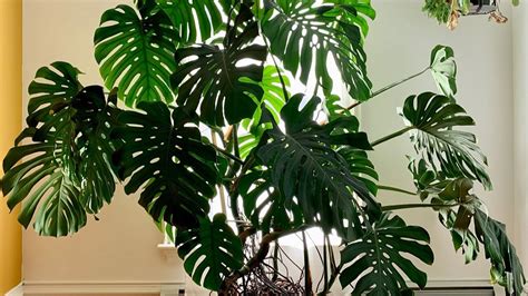 Intérieur moderne avec un grand Monstera deliciosa