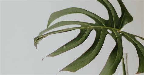 Monstera comme élément de décoration d'intérieur