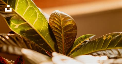 Gros plan sur les feuilles en polyéthylène d'une plante artificielle d'extérieur