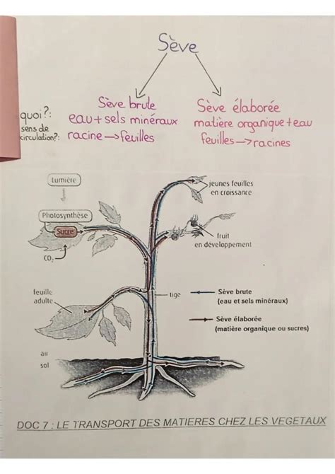 Schéma de l'équilibre sève bois-fruit