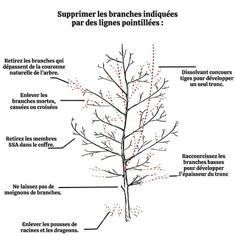 Coupe de branches malades