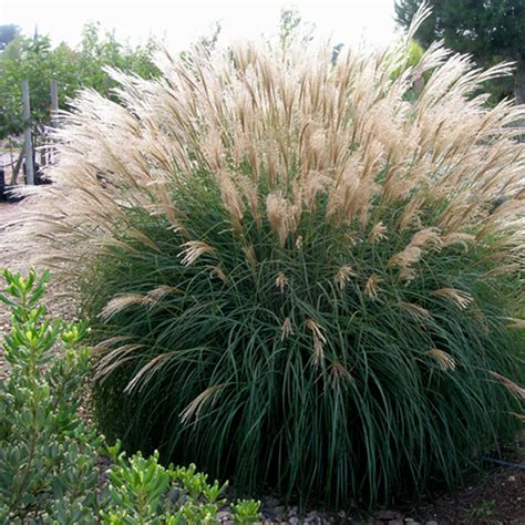 Miscanthus sinensis 'Kleine Fontane' avec panache
