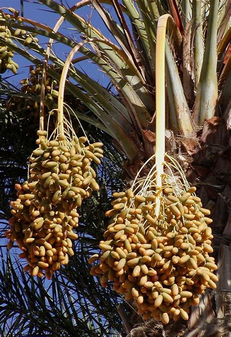 Datte Phoenix dactylifera