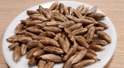 Graines de dattes anciennes