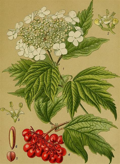 Illustration botanique de la Viorne lantane
