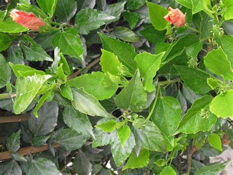 feuilles d'hibiscus traitées contre les parasites