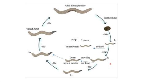 Cycle de vie du nématode