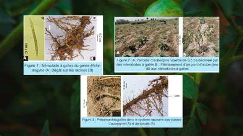 Plante avec des galles racinaires dues aux nématodes