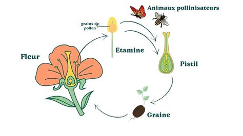 Schéma illustrant le cycle de vie d'une semence paysanne, de la pollinisation à la récolte et au tri