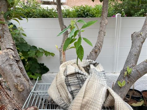 photo montrant le pincement de l'extrémité d'une tige d'avocatier