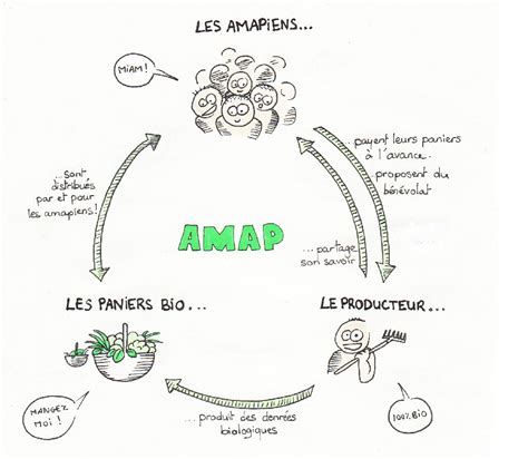Schéma illustrant le fonctionnement en circuit court d'une AMAP entre producteurs et consommateurs