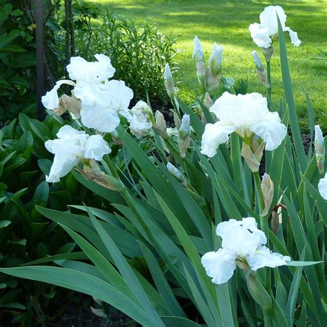 Iris 'Immortality' en pleine floraison