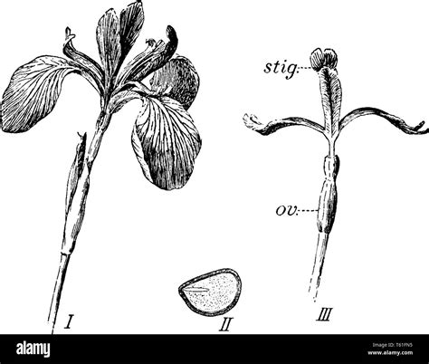 Détail de la fleur d'Iris 'Immortality' montrant sa structure
