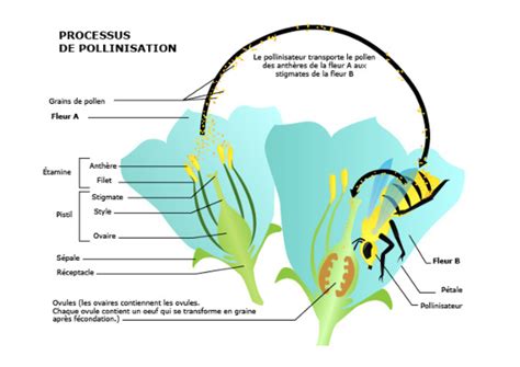 Schéma des interactions de pollinisation entre pruniers