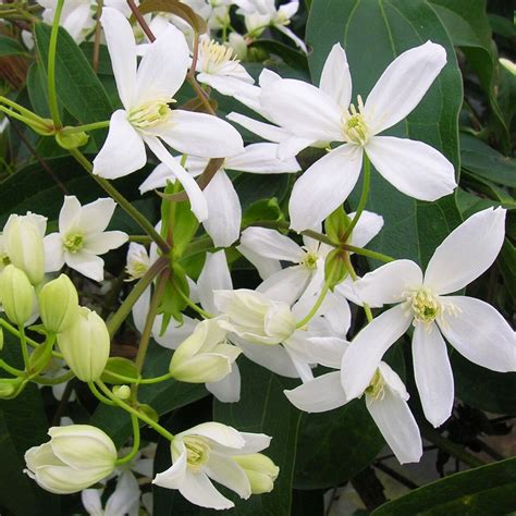 Illustration de la Clématite armandii en pleine floraison sur un support naturel