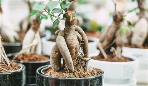 Photo détaillée d'un Ficus Ginseng montrant son tronc caractéristique