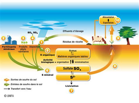 Graphique montrant la dynamique d'absorption du soufre et de l'azote au cours du cycle du blé