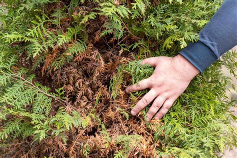 Schéma de l'impact des thuyas sur un potager
