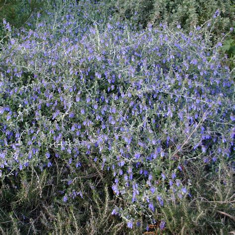 Plan rapproché sur le feuillage argenté et les fleurs bleues du Teucrium fruticans