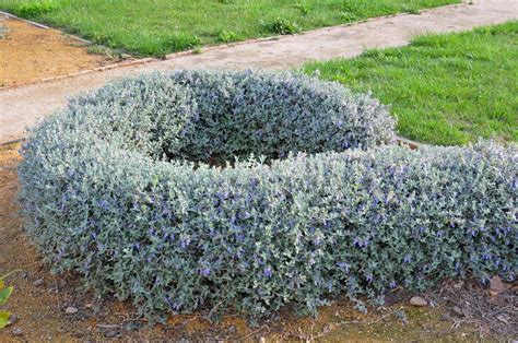 Exemple d'une haie basse de Teucrium fruticans taillée en forme géométrique