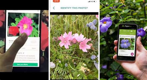 Illustration d'un jardinier utilisant son smartphone pour identifier une plante avec une application spécialisée