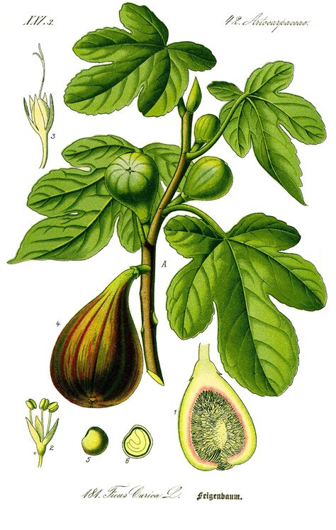 Illustration botanique d'un figuier Ficus carica en plein développement