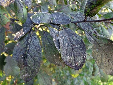 Feuilles de prunier avec miellat et fumagine